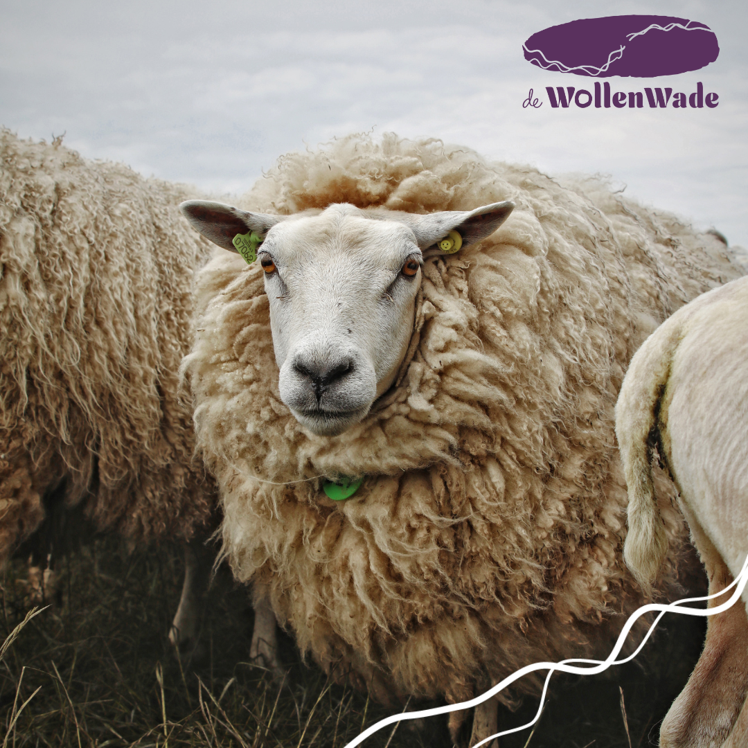 De Wollenwade in Biddinghuizen | Afscheidsbegeleider | Wij helpen u kiezen