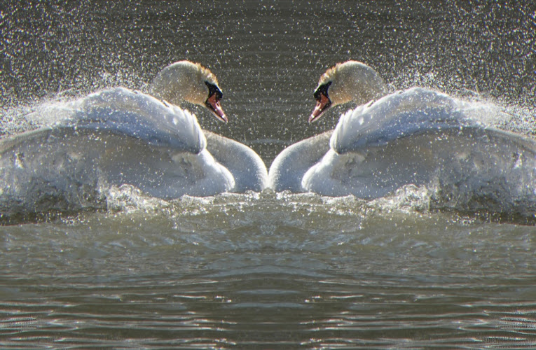 Adrie van der Zwan-Groenenboom in Poortugaal | Uitvaartbegeleider | Vergelijk diensten en tarieven