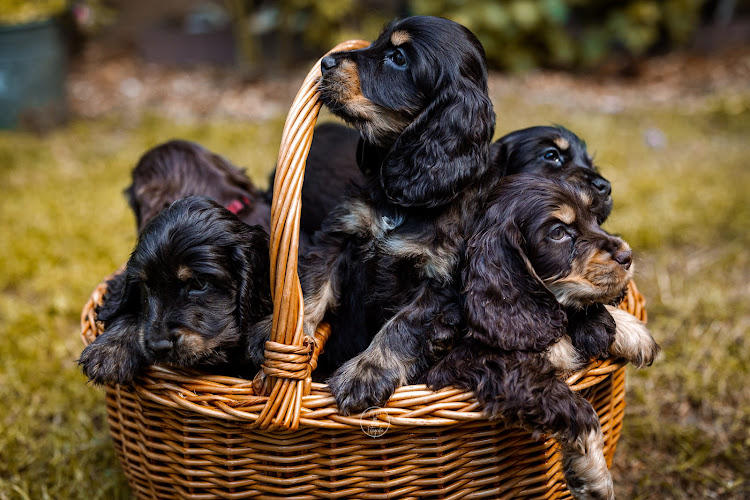 Aha Fotografie in Nunspeet | Uitvaartzorg | Vind passende begeleiding