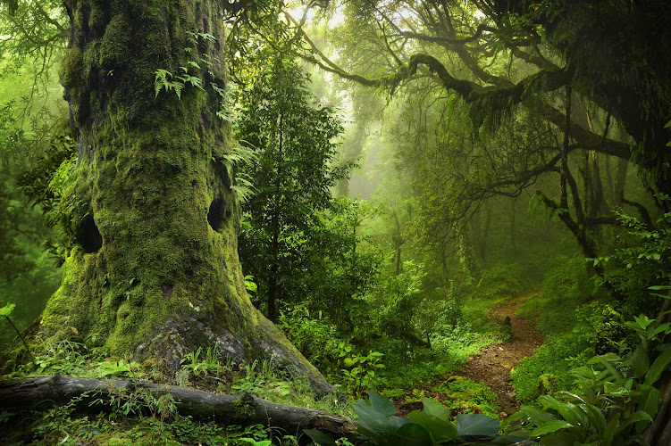 Amazonas Uitvaart in Handel | Uitvaartverzorger | Eerlijk en transparant