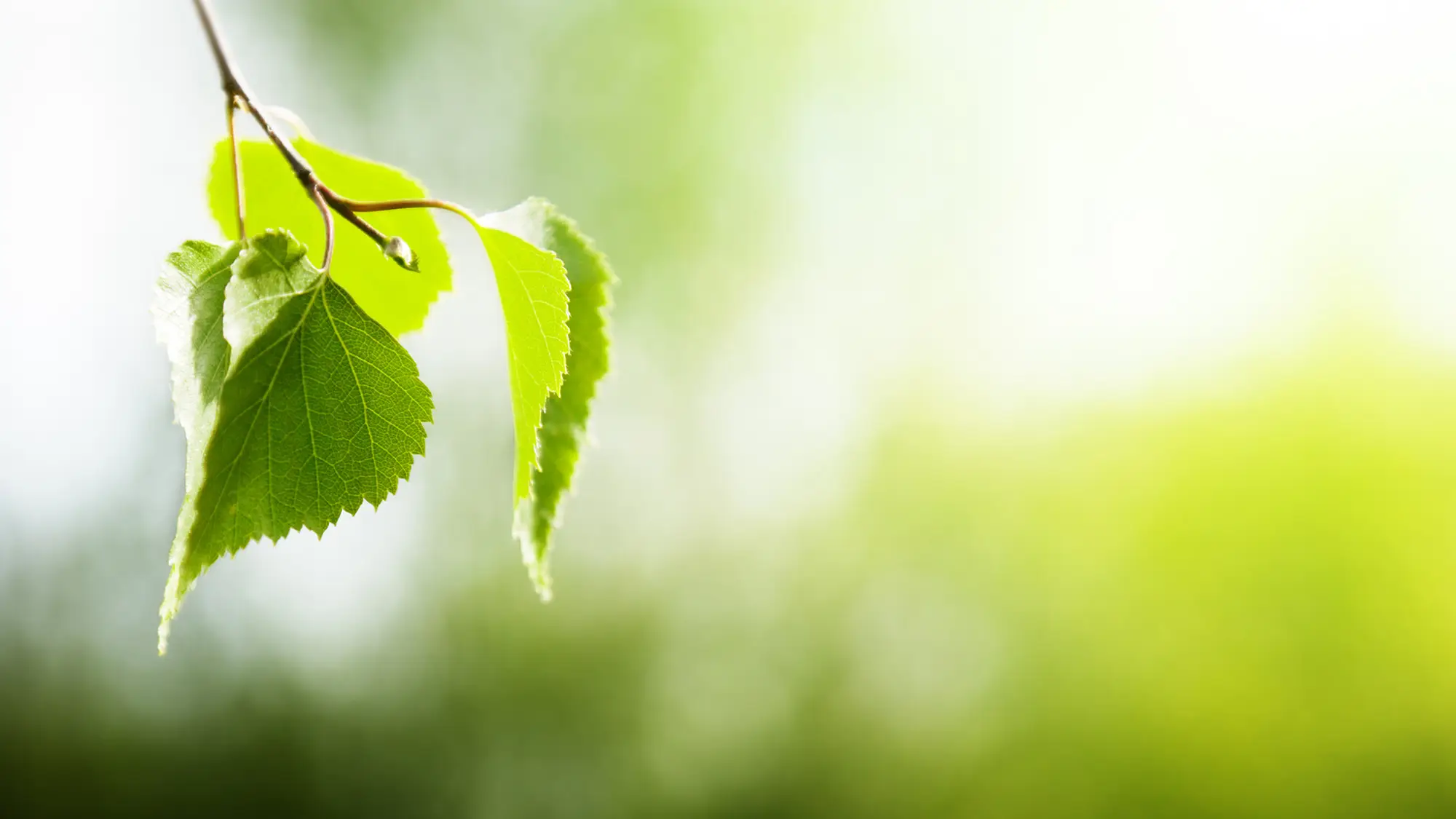 AndersAfscheidNemen in Hengelo | Uitvaartbegeleider | Vind passende begeleiding