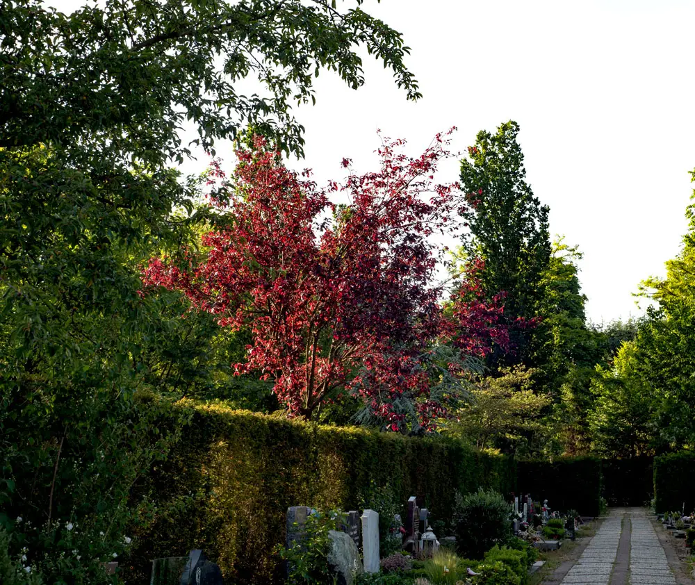 Begraafplaats Tjerkgaast | Uitvaartzorg | Onafhankelijk vergelijker
