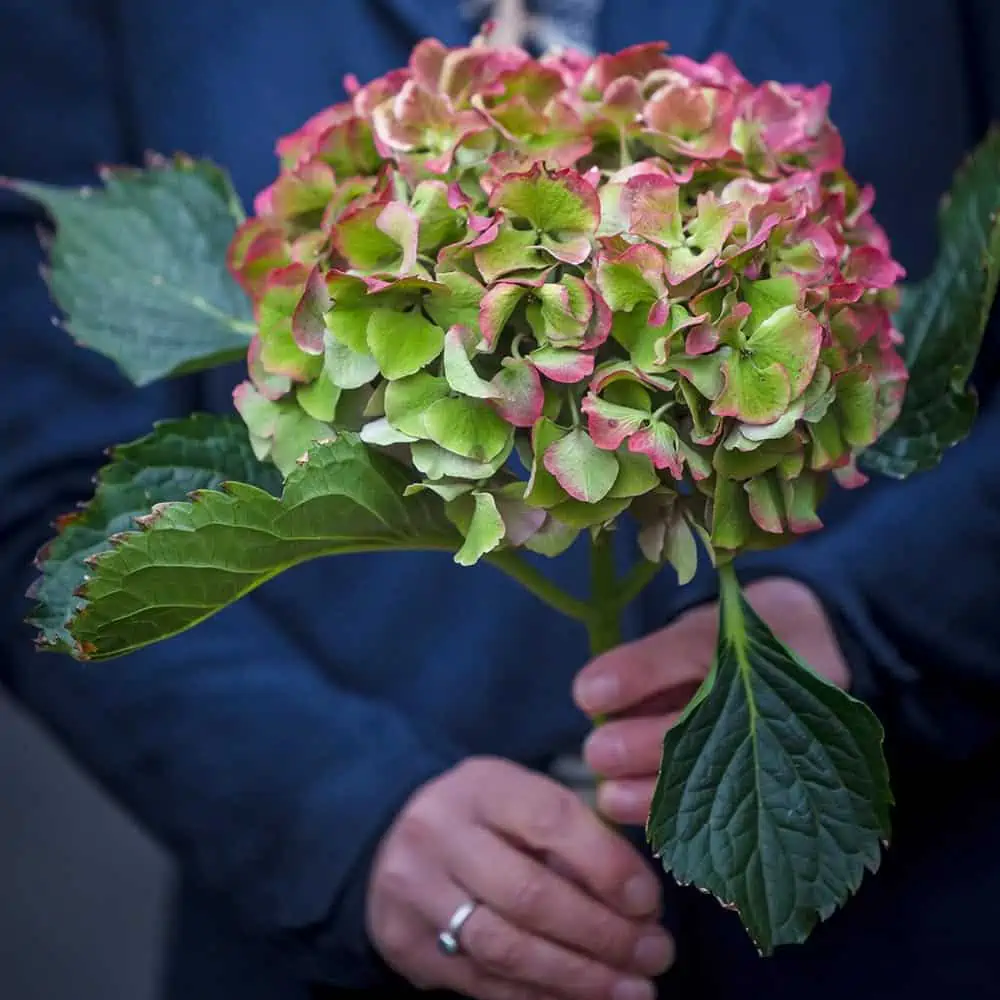 Begrafenisvereniging "Eesveen-Ehze" | Begrafenisverzorging | Vergelijk eerlijk