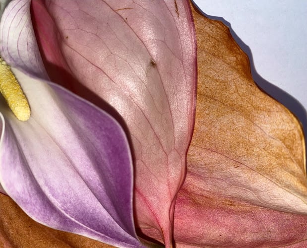 Bij afscheid in Amsterdam | Afscheidsbegeleider | Vind passende begeleiding