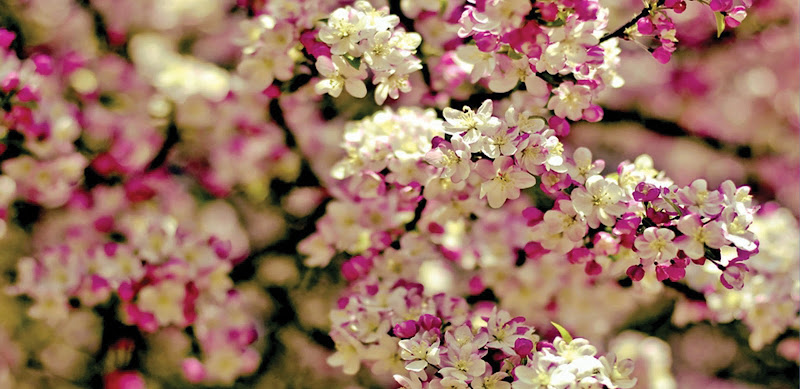 Chapeau Uitvaartzorg in Heerlen | Uitvaartbegeleider | Vergelijk diensten en tarieven