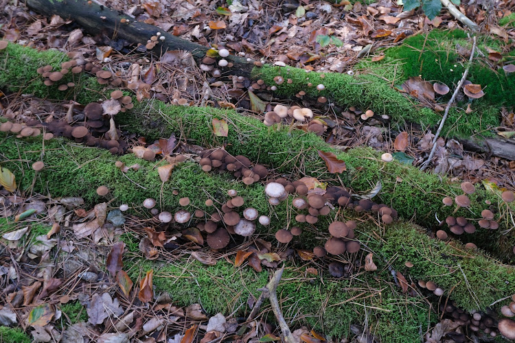 Diepenveense Begrafenis Vereniging | Uitvaartverzorger | Uw gids voor uitvaarten