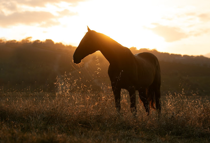 Equina Funeral Services in Heerlen | Uitvaartbegeleider | Vergelijk zorg & tarieven
