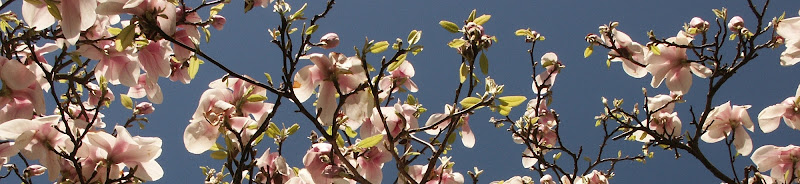 Firma A.H. Kerkhof & Zn Uitvaartzorg in Den Haag | Uitvaartzorg | Onafhankelijk vergelijker