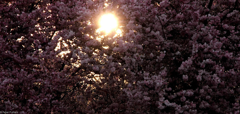 Herinnering in Beeld uitvaartfotografie in Amersfoort | Uitvaartonderneming | Vergelijk tarieven