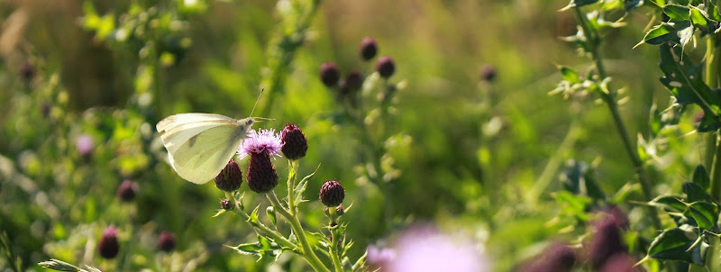 Hiltsje van der Brug Uitvaartzorg in Houtigehage | Uitvaartonderneming | Bespaar door transparantie