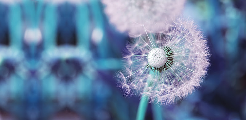 Linde Uitvaart in Leende | Uitvaartverzorger | Transparant en eerlijk