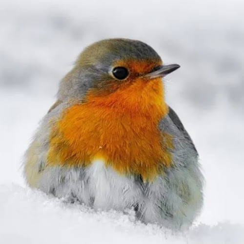 Maanlicht Kinderuitvaart in Rotterdam | Uitvaartonderneming | Onafhankelijk vergelijker