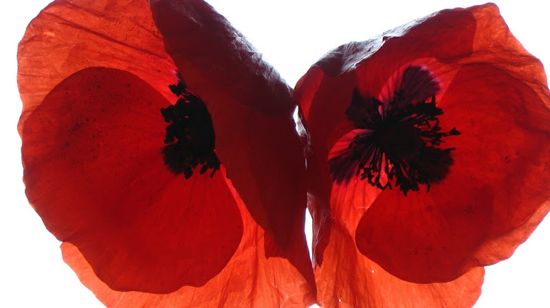 Margot Siebenlist Uitvaartbegeleiding in Pijnacker | Uitvaartverzorger | Vind de beste uitvaartondernemer