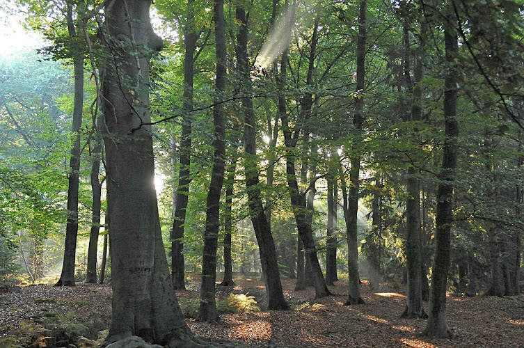 Nature Cemetery "Forest of the Holy Spirit" in Oost West en Middelbeers | Uitvaartbegeleider | Vergelijk tarieven