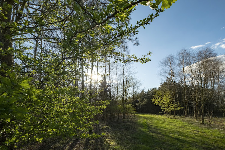 Natuurbegraafplaats Mepperdennen in Meppen | Afscheidsbegeleider | Wij helpen u kiezen