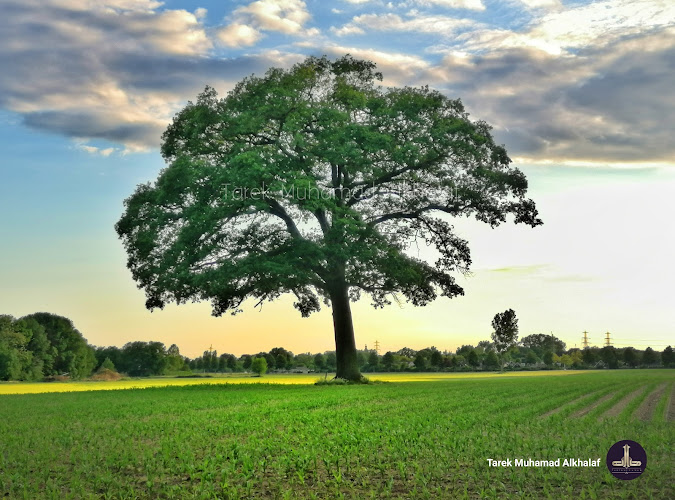Rk Begraafplaats Zutphen | Uitvaartzorg | Vind passende begeleiding