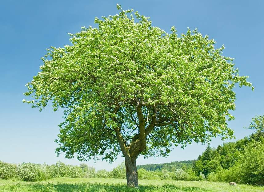 Mijn Boom in Nieuwveen | Begraafplaats | Transparant en eerlijk