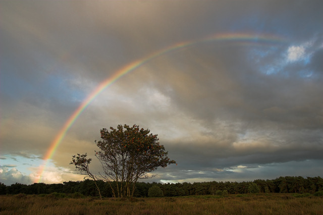 Uitvaartbegeleiding De Iris in Nieuwegein | Uitvaartbegeleider | Uw keuzehulp