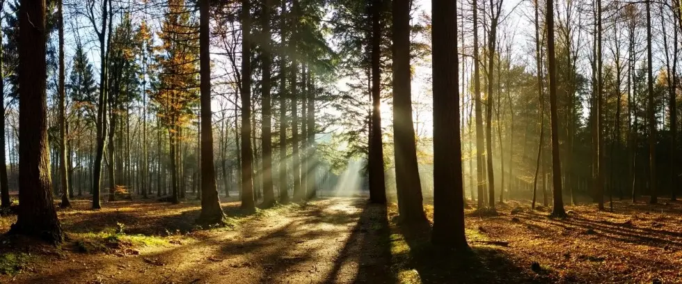 Uitvaartvereniging "Sint Joseph" in Musselkanaal | Uitvaartonderneming | Vind de juiste uitvaartondernemer
