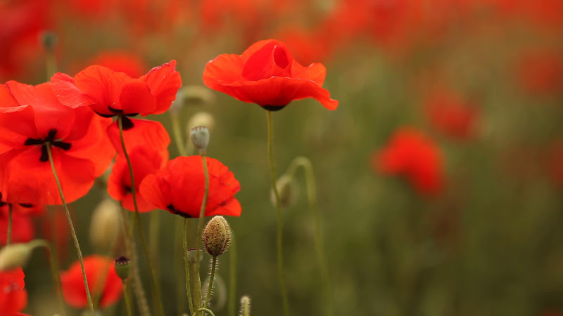 Unalome Uitvaartbegeleiding in Kamerik | Uitvaartonderneming | Wij helpen u kiezen