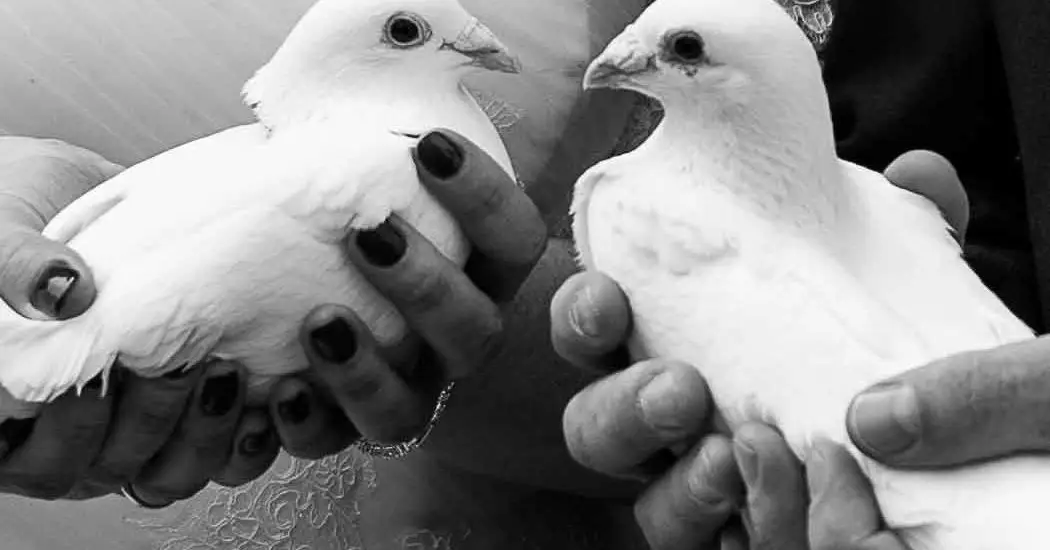 Van der Wenden Uitvaartzorg - wij hebben alle in Hoogeveen | Uitvaartbegeleider | Eerlijke vergelijking