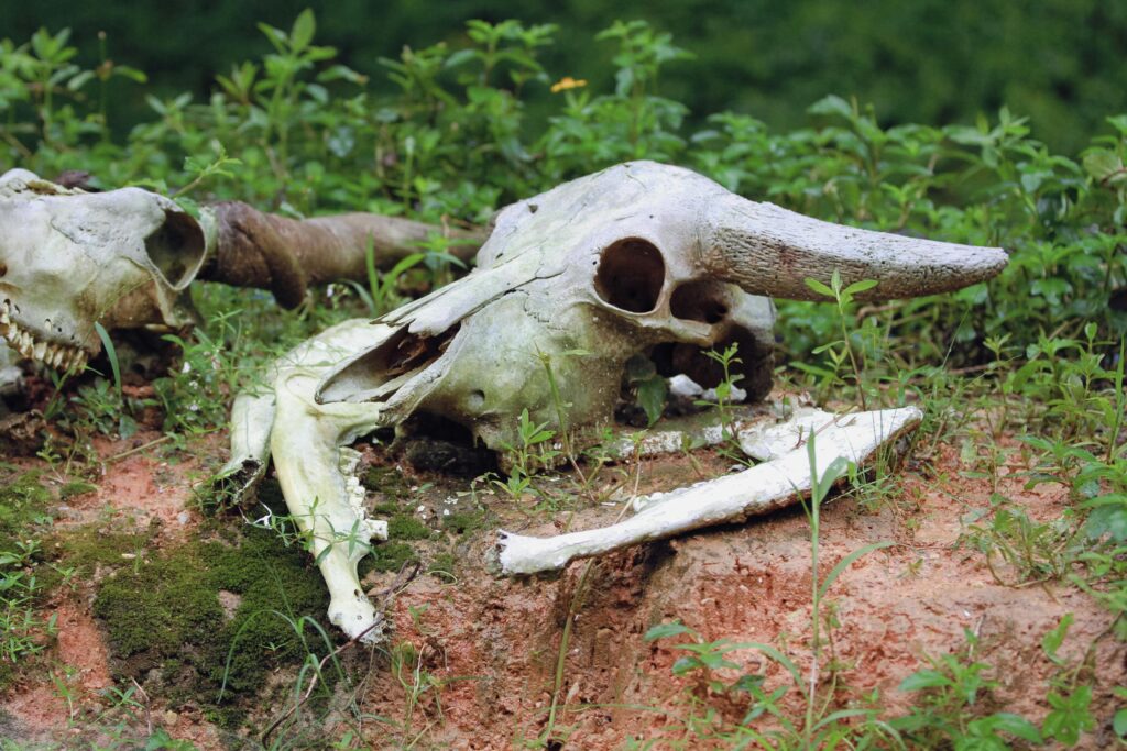 Wat gebeurt er met je lichaam na overlijden? Het proces uitgelegd