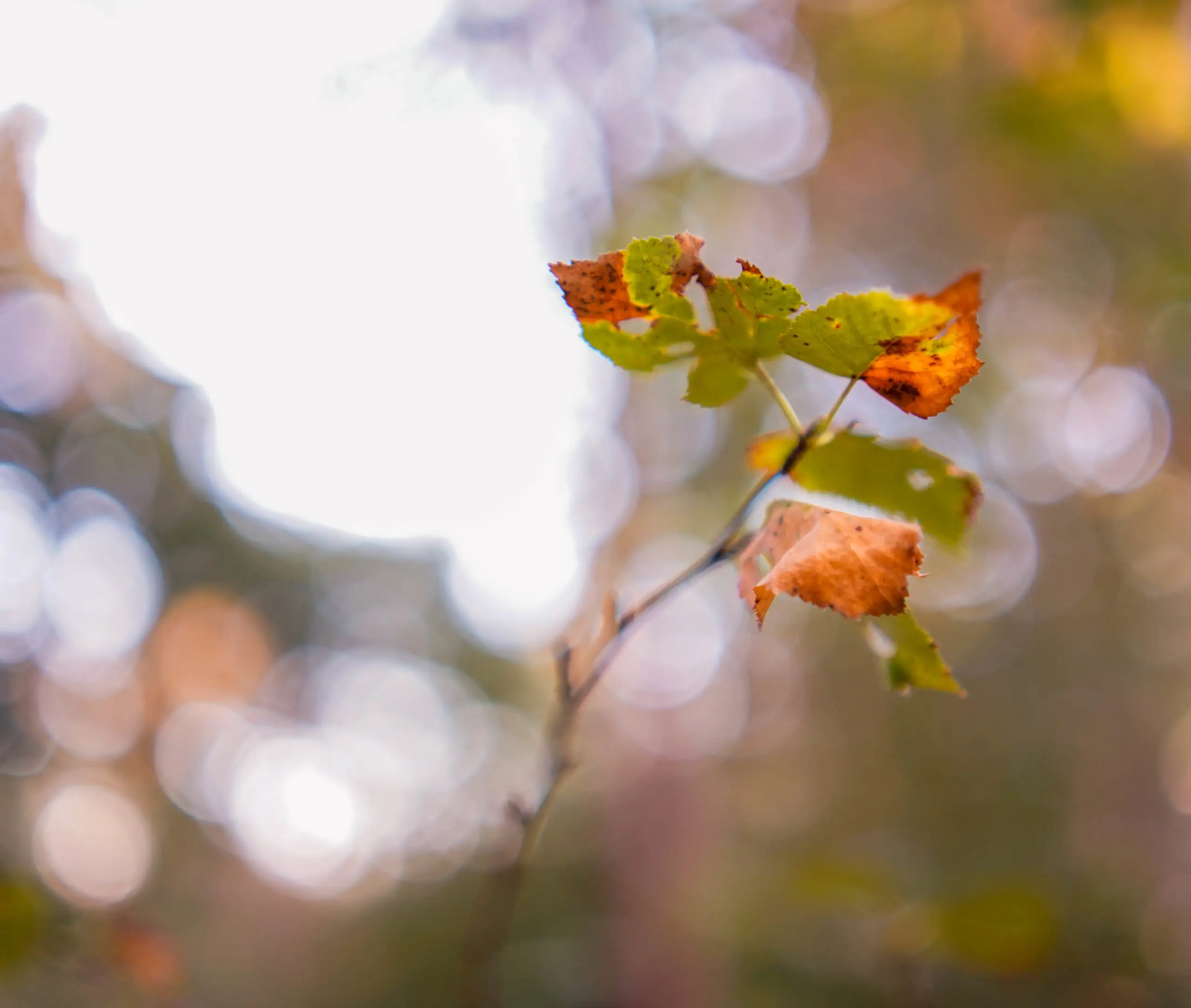 Wierdebegraafplaats in Groningen | Uitvaartonderneming | Vergelijk zorg & tarieven